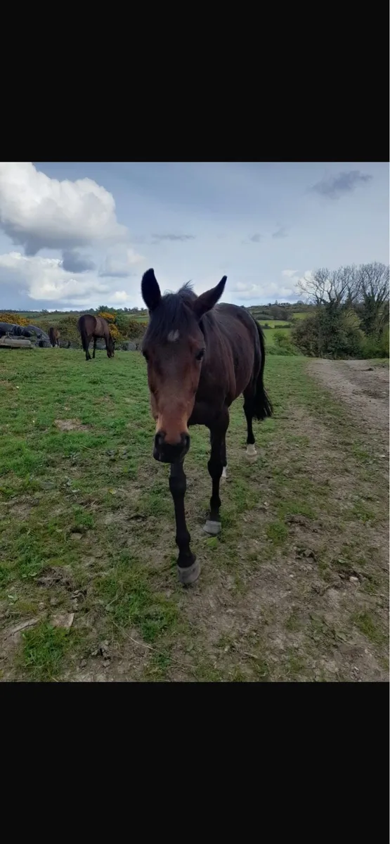 Barely a moment 7yr old - Image 3