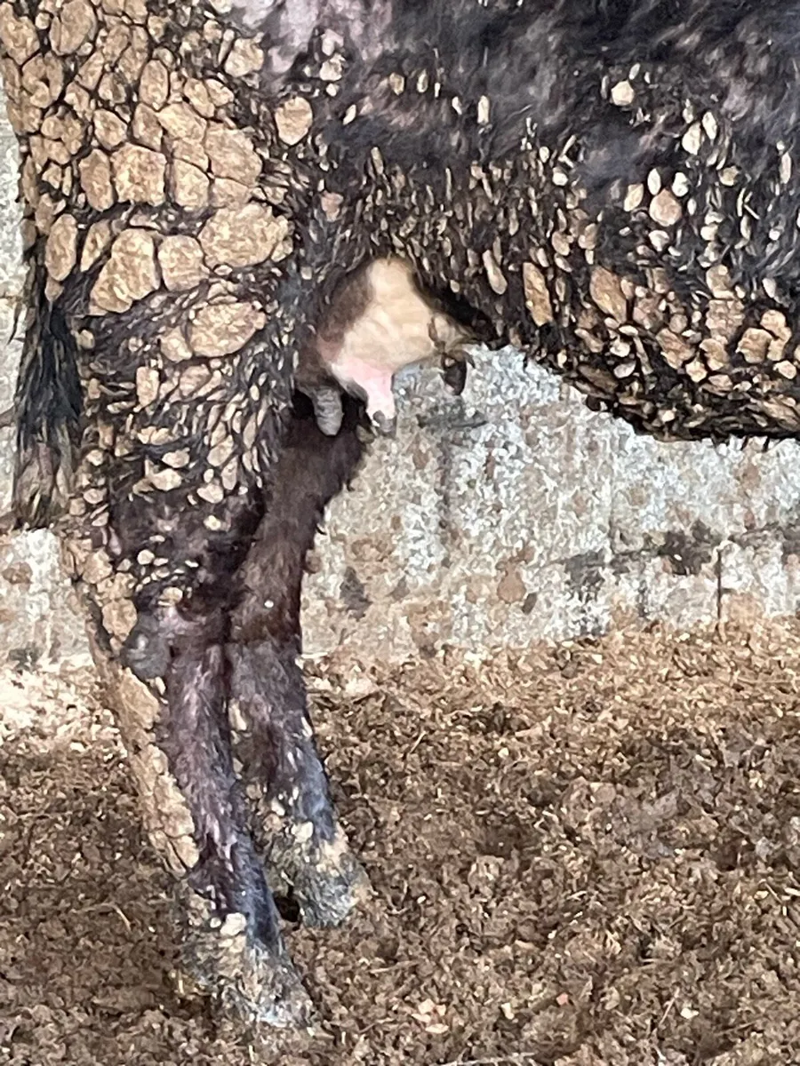 Black foster heifer - Image 4