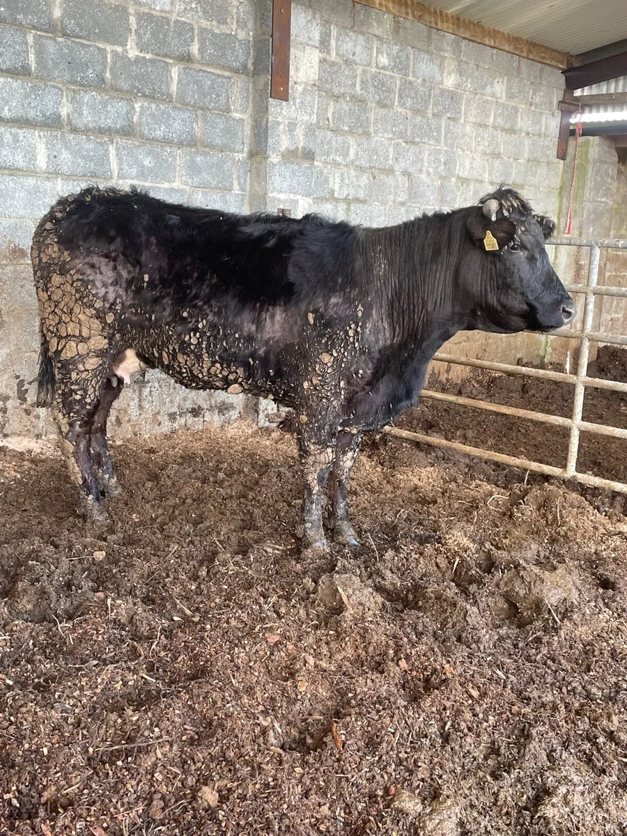 Black foster heifer - Image 2