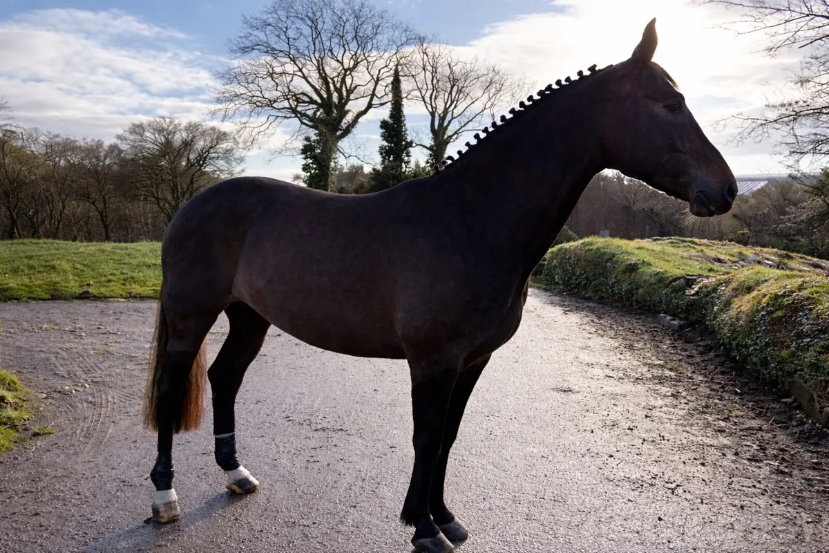 Hunting Mare - Quality Prospect - Image 1