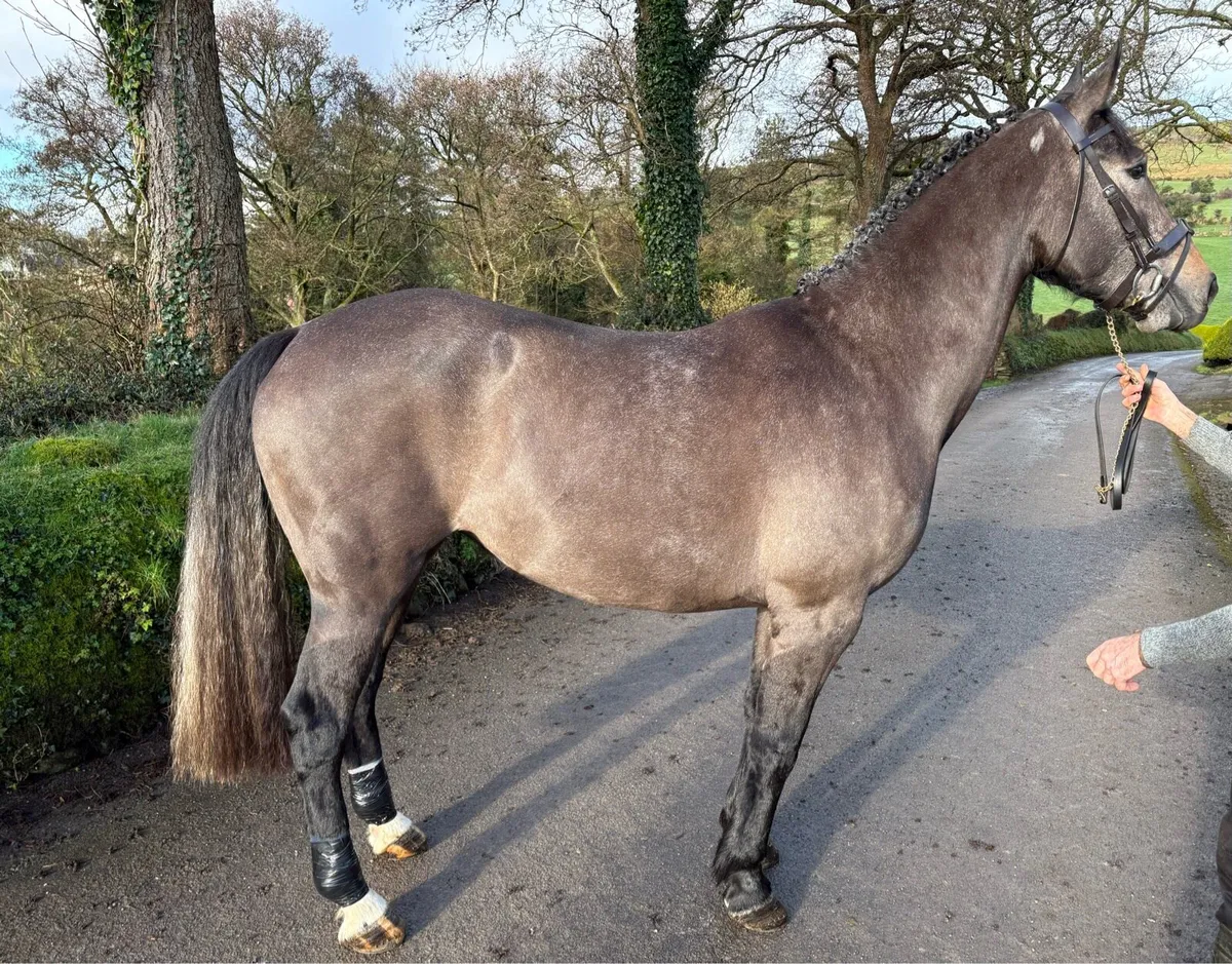 Hunting Mare - Quality Prospect - Image 3