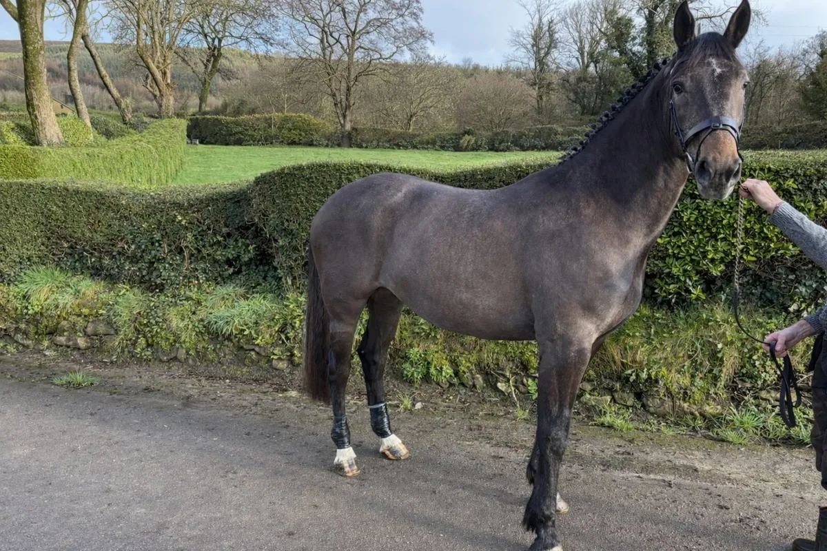 Hunting Mare - Quality Prospect - Image 2