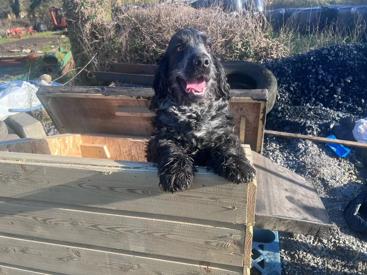 Dog Houses - Image 1
