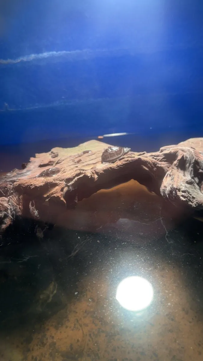2 musk turtles - Image 3