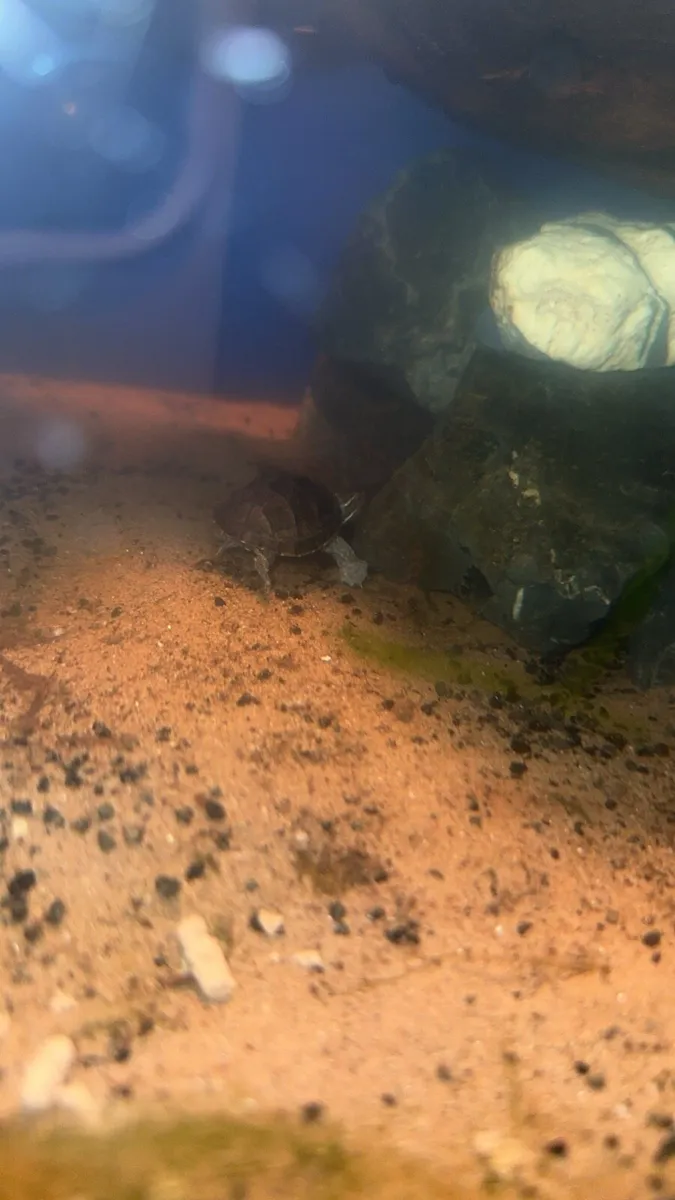 2 musk turtles - Image 4