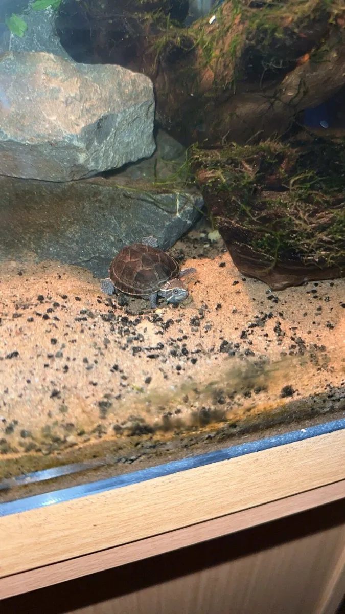 2 musk turtles - Image 1