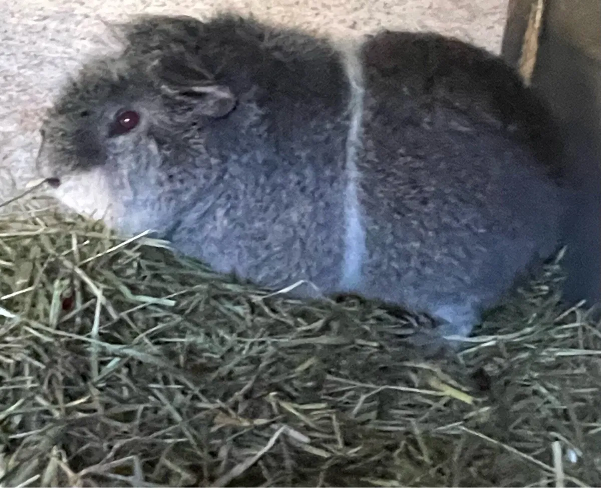 Guinea pig - Image 1