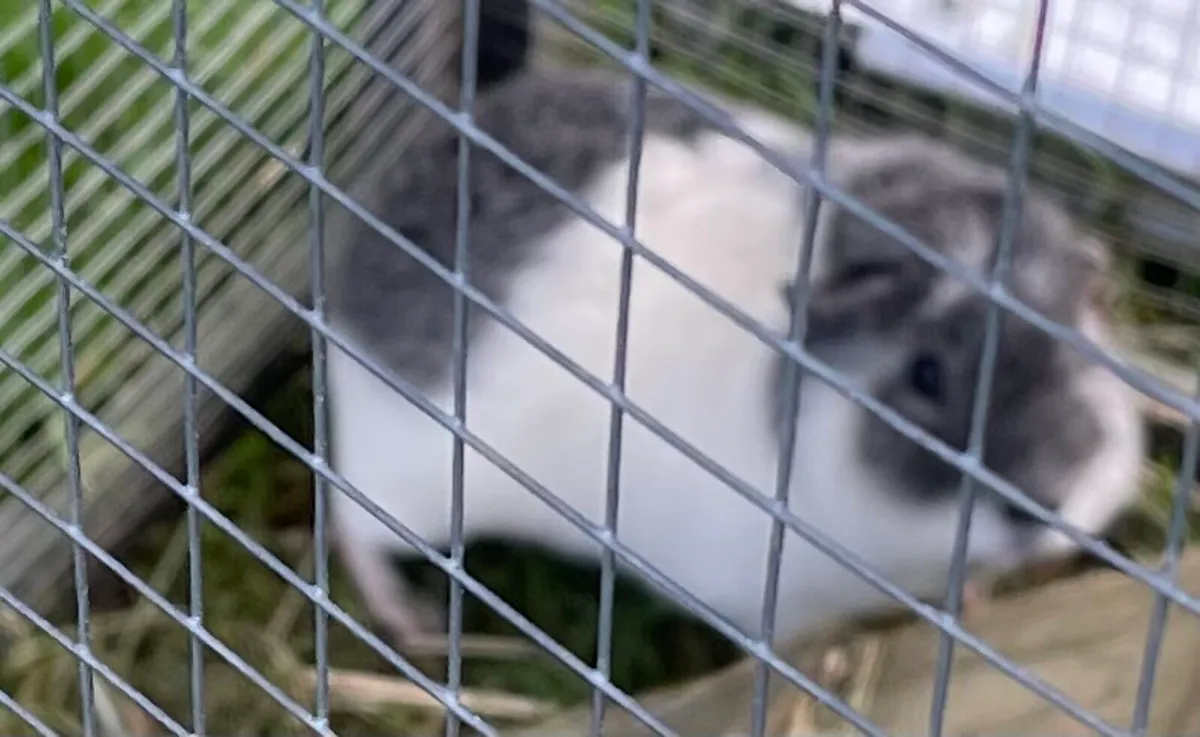 Guinea pig - Image 2