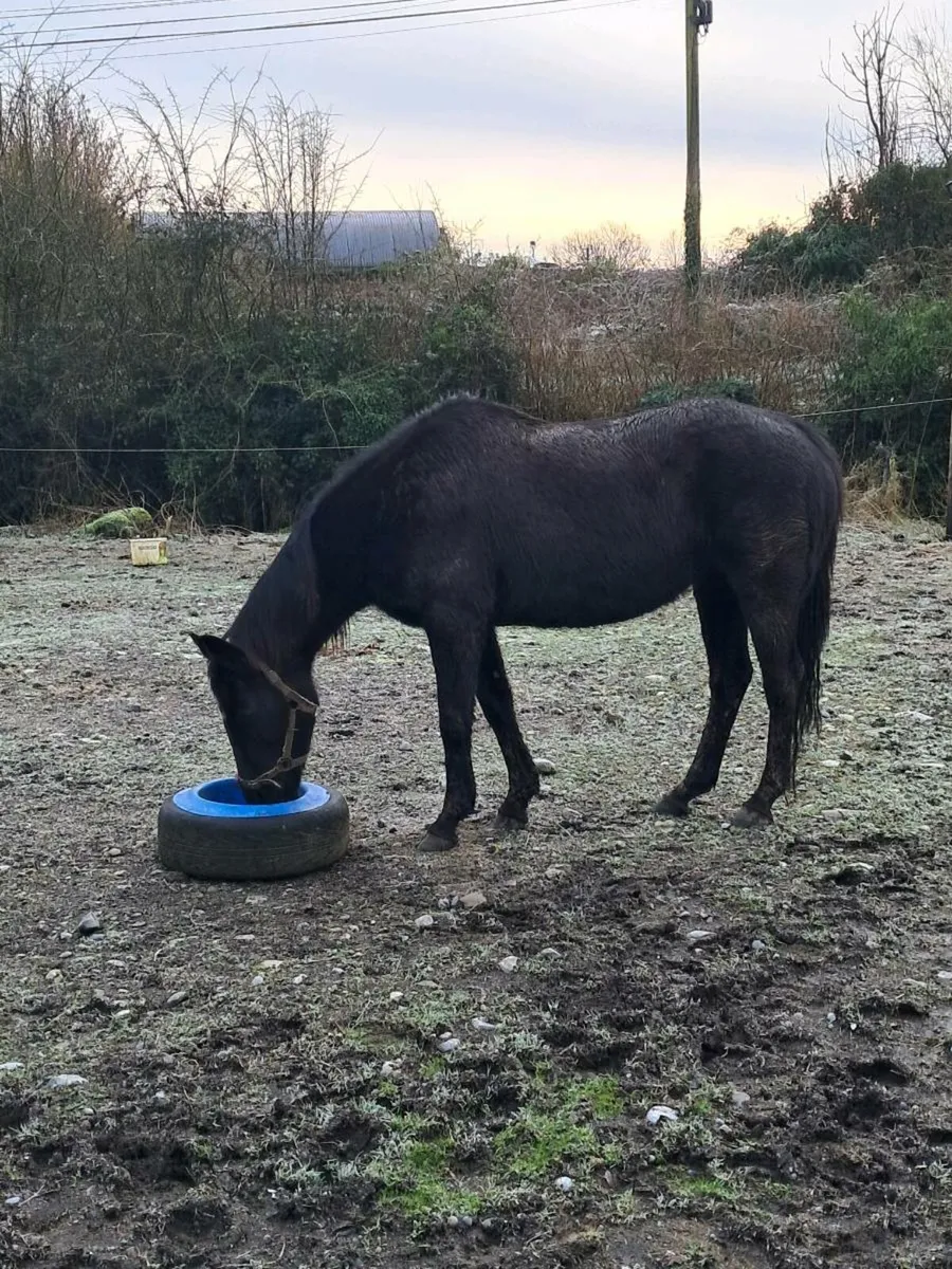 Thoroughbred Mare - Image 2