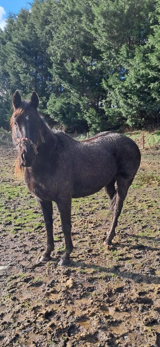 Thoroughbred Mare - Image 3