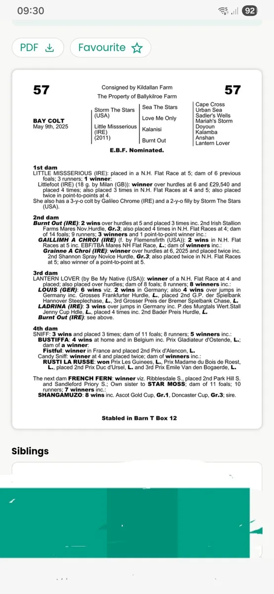 Thoroughbred Mare - Image 4