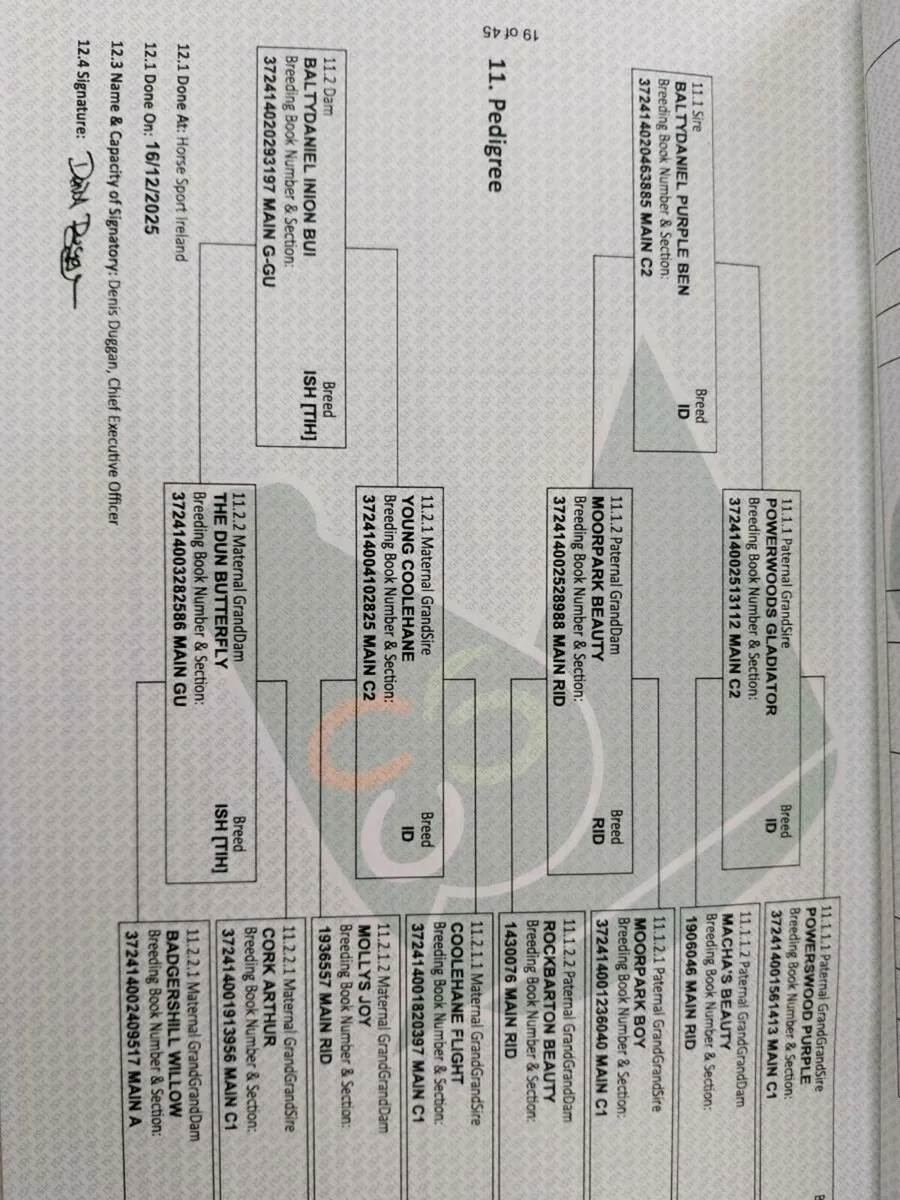Irish Draught Dun Yearling - Image 2