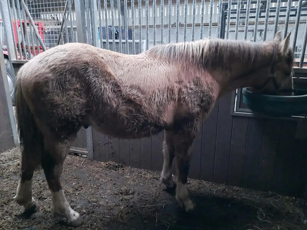 Irish Draught Dun Yearling - Image 3