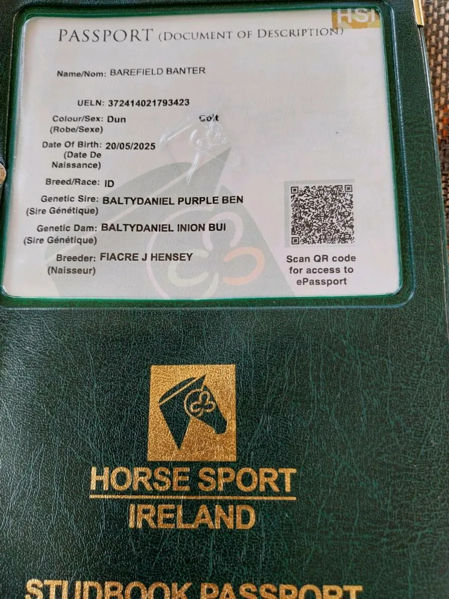 Irish Draught Dun Yearling - Image 1