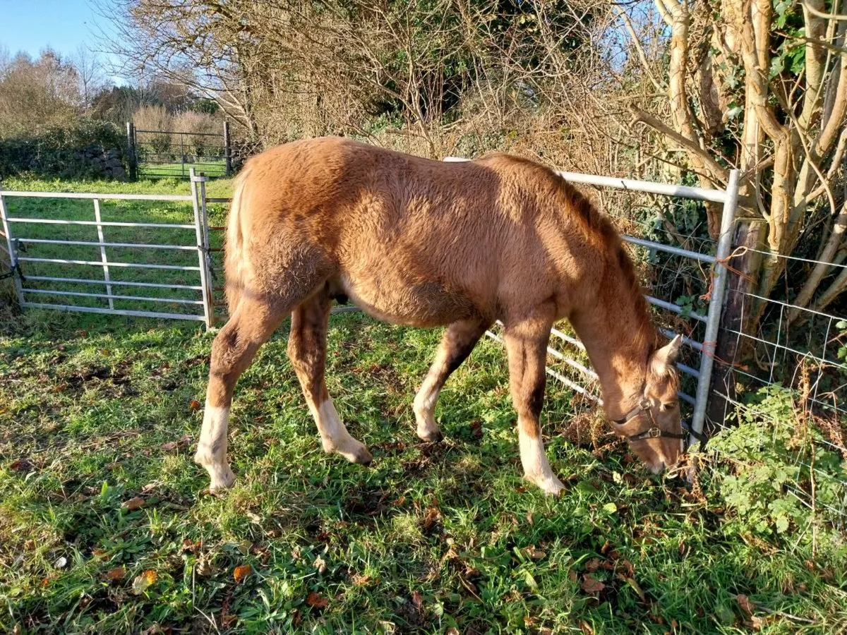Irish Draught Dun Yearling - Image 4