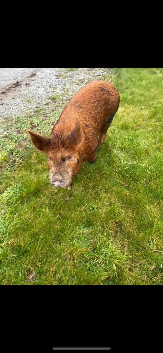 Pig - Image 2