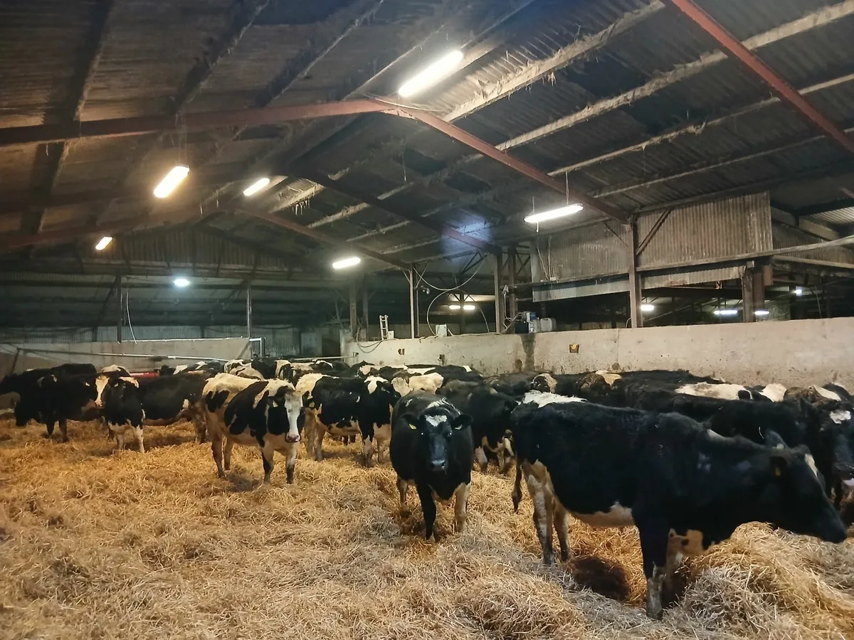 Dairy  heifers  calved Pedigree  registered - Image 2
