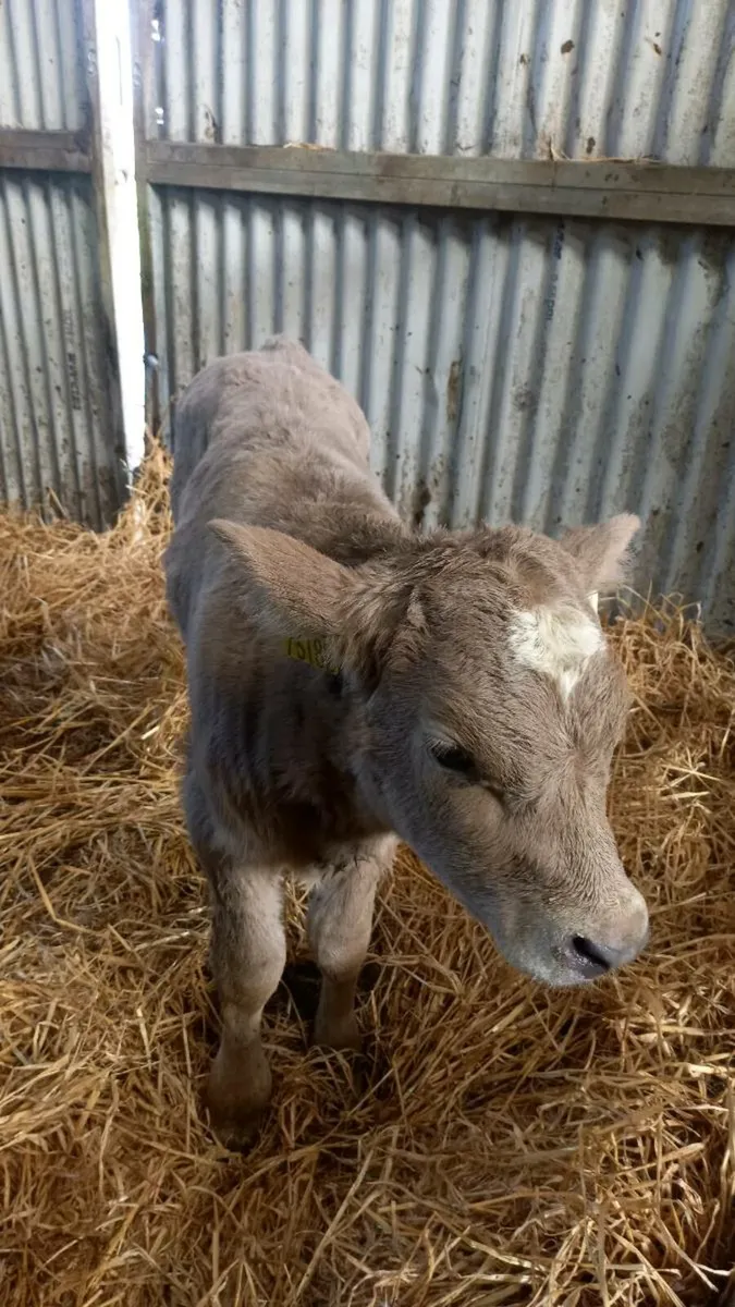 Charolais Calf - Image 1
