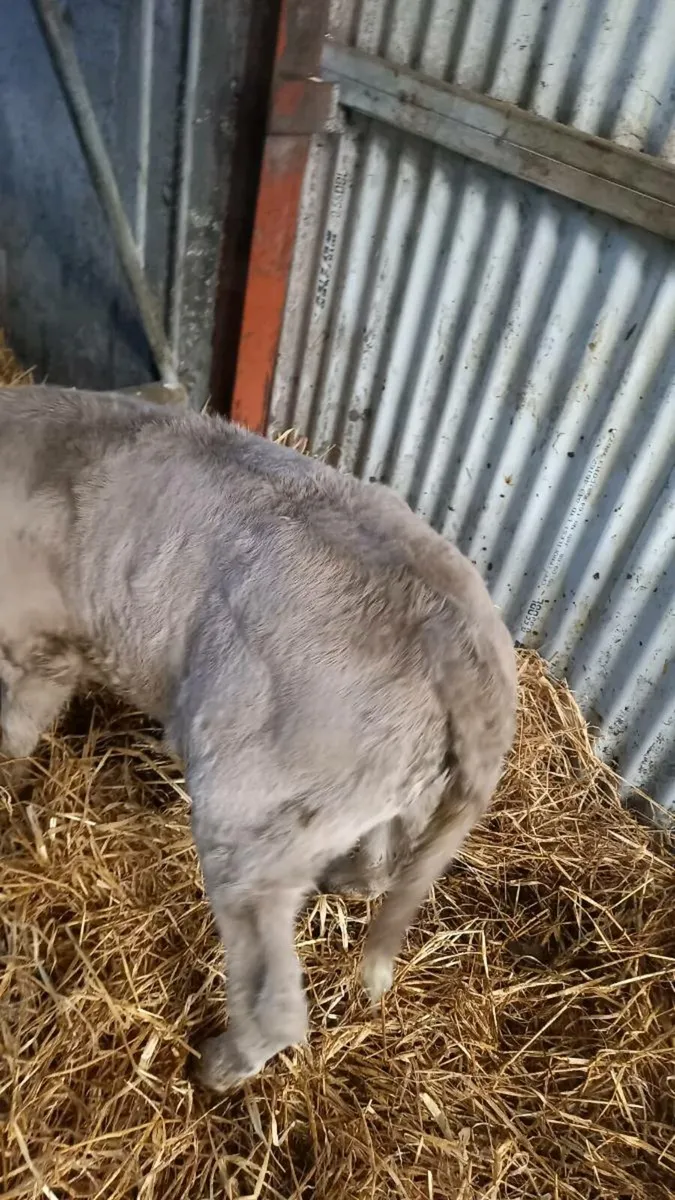 Charolais Calf - Image 2