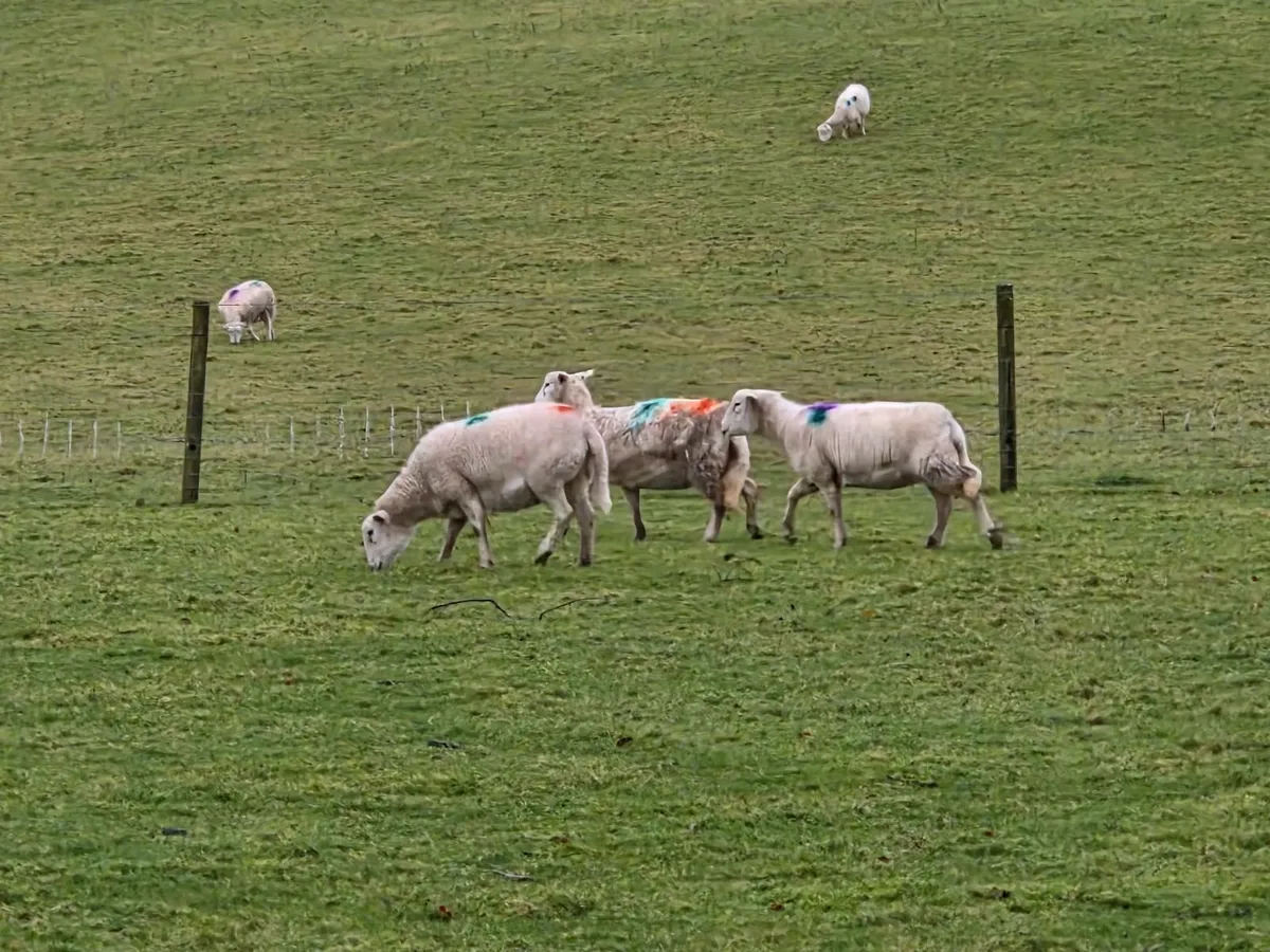 Organic Easycare Sheep Easy Care - Image 1