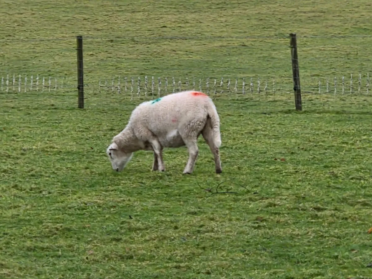 Organic Easycare Sheep Easy Care - Image 2