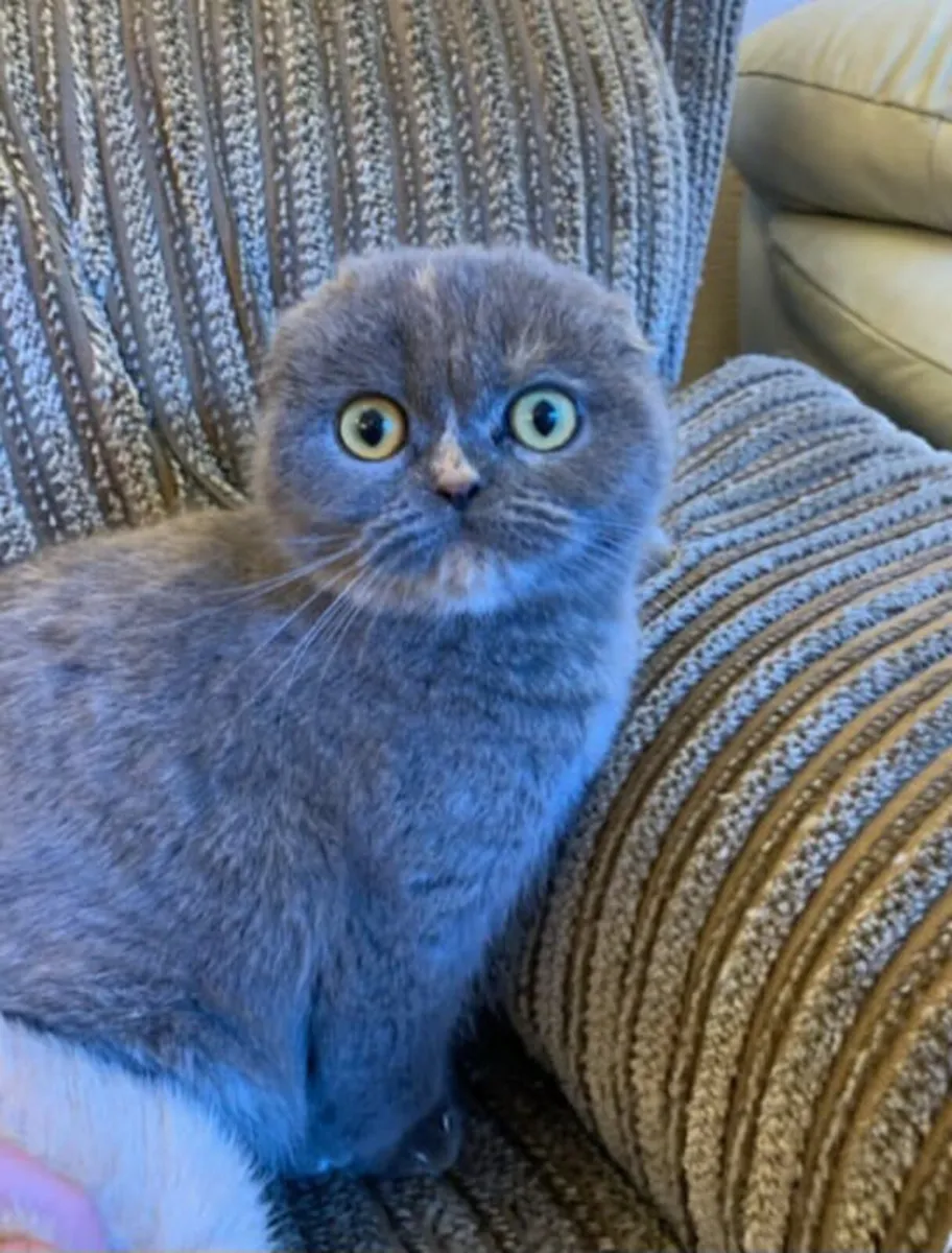 Scottish fold kitten