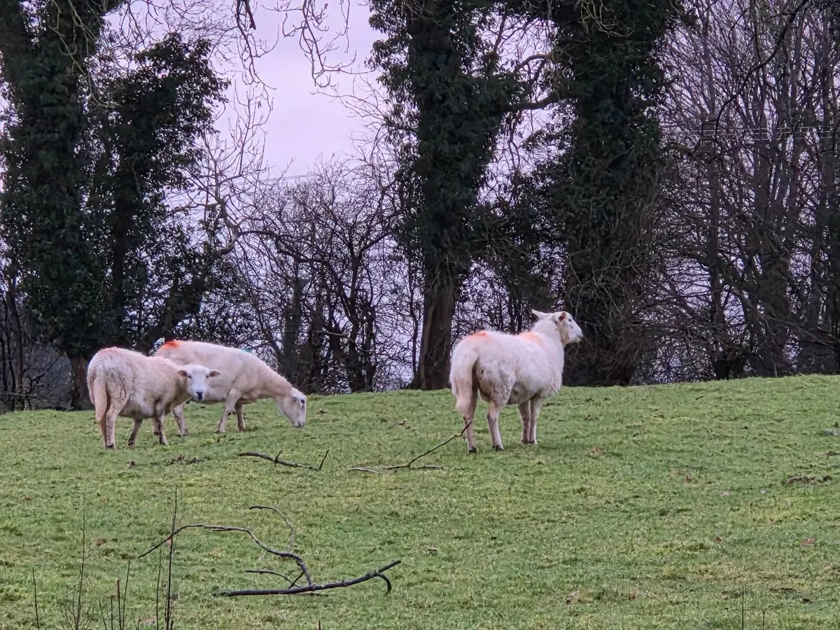 Organic Easycare Sheep Easy Care - Image 3