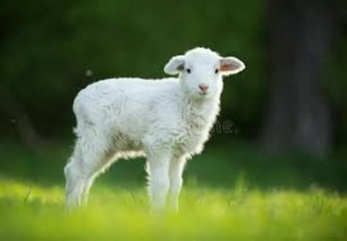 Looking to buy pet lamb
