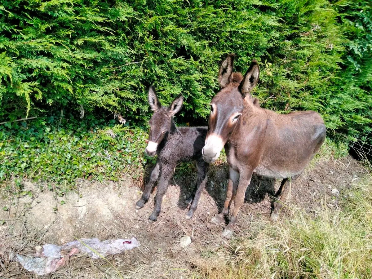 Donkey - Image 2