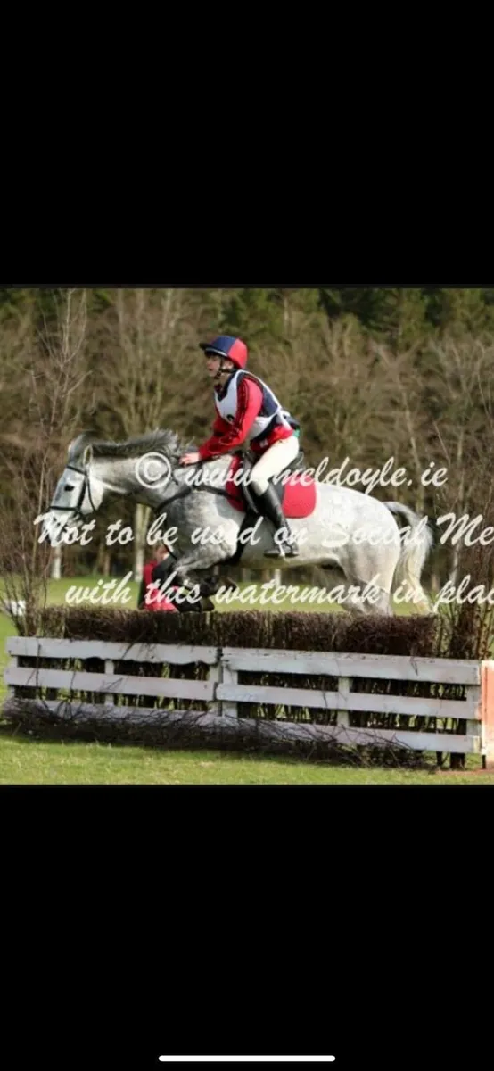 148 Connemara Gelding For Sale - Image 4