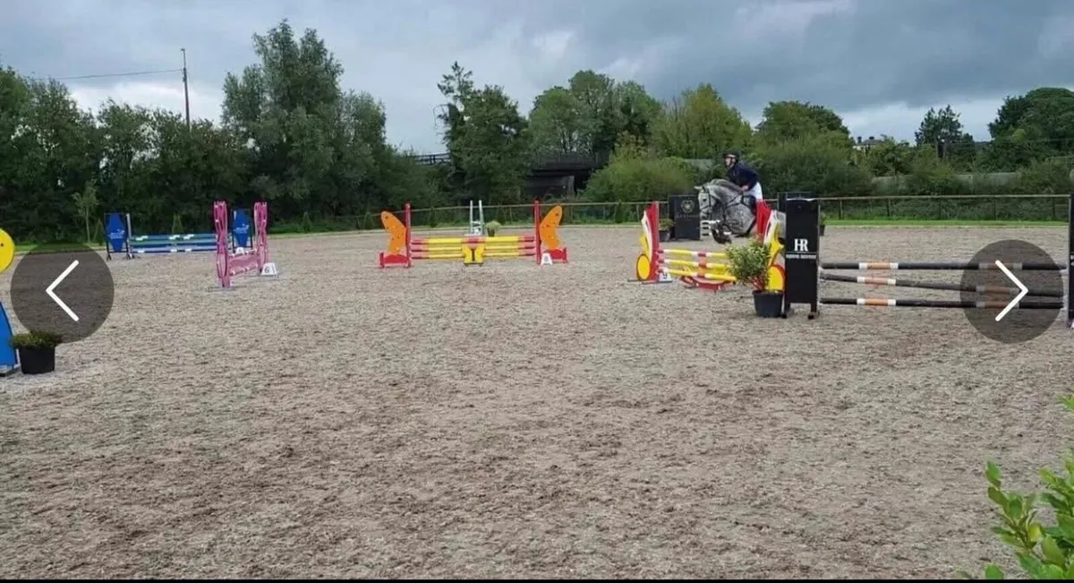 148 Connemara Gelding For Sale - Image 1