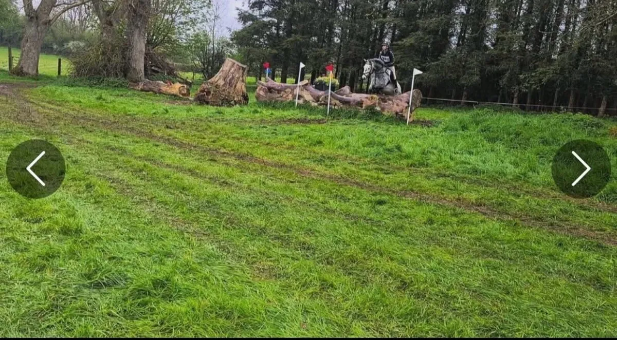 148 Connemara Gelding For Sale - Image 2