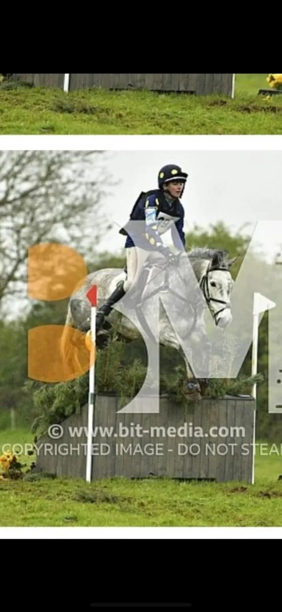 148 Connemara Gelding For Sale - Image 3