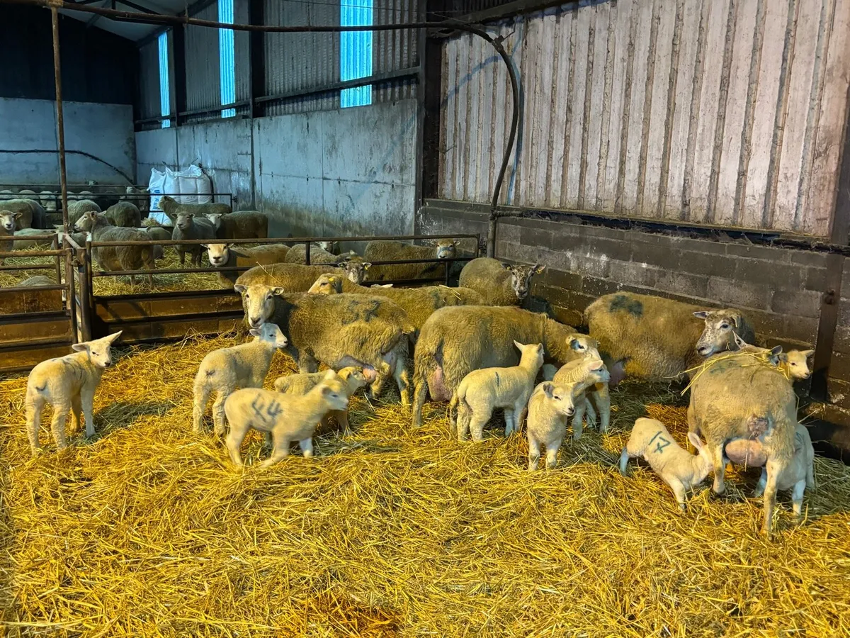 Sheep + lambs - Image 1