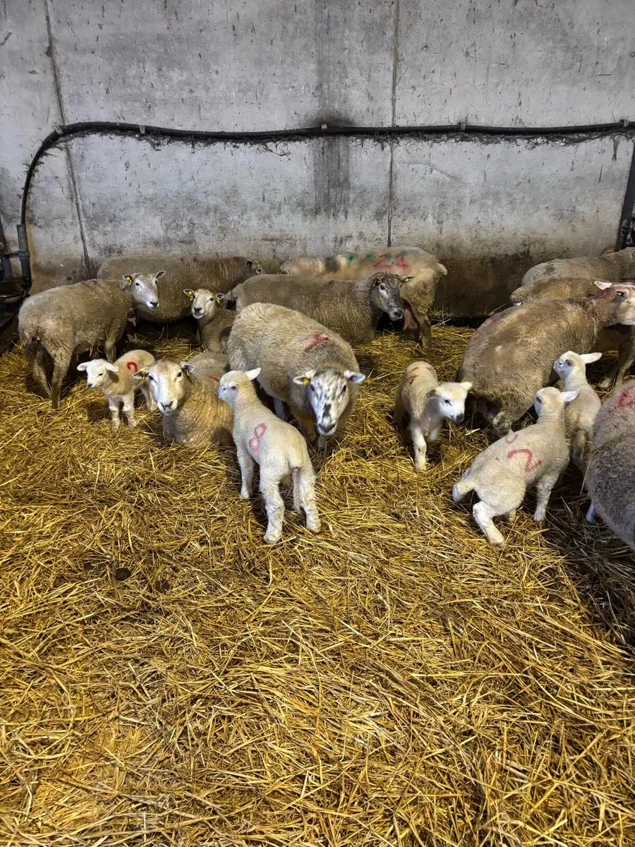 Sheep + lambs - Image 4