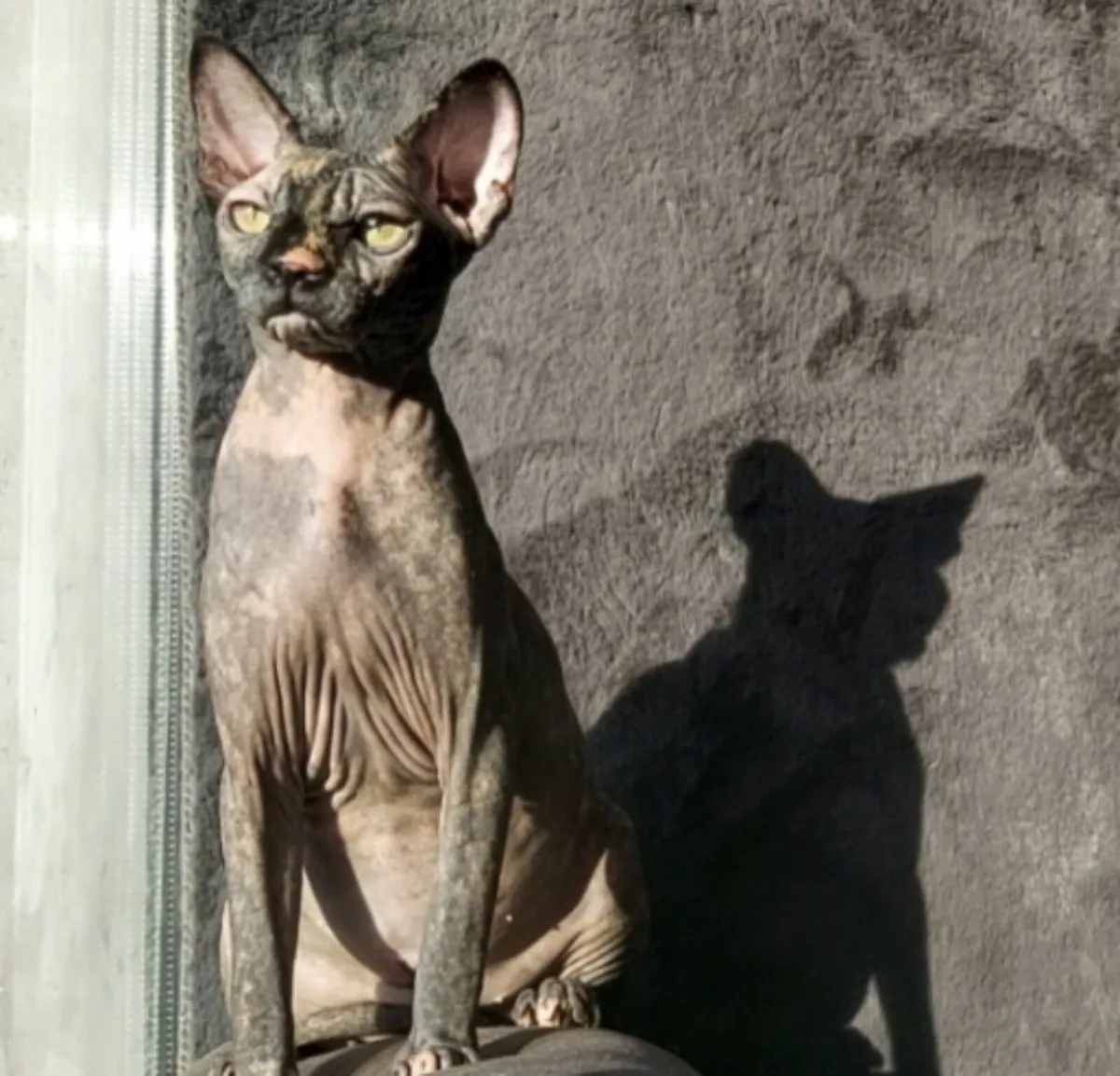 Sphynx  Sphinx  cat kittens (can deliver) - Image 1