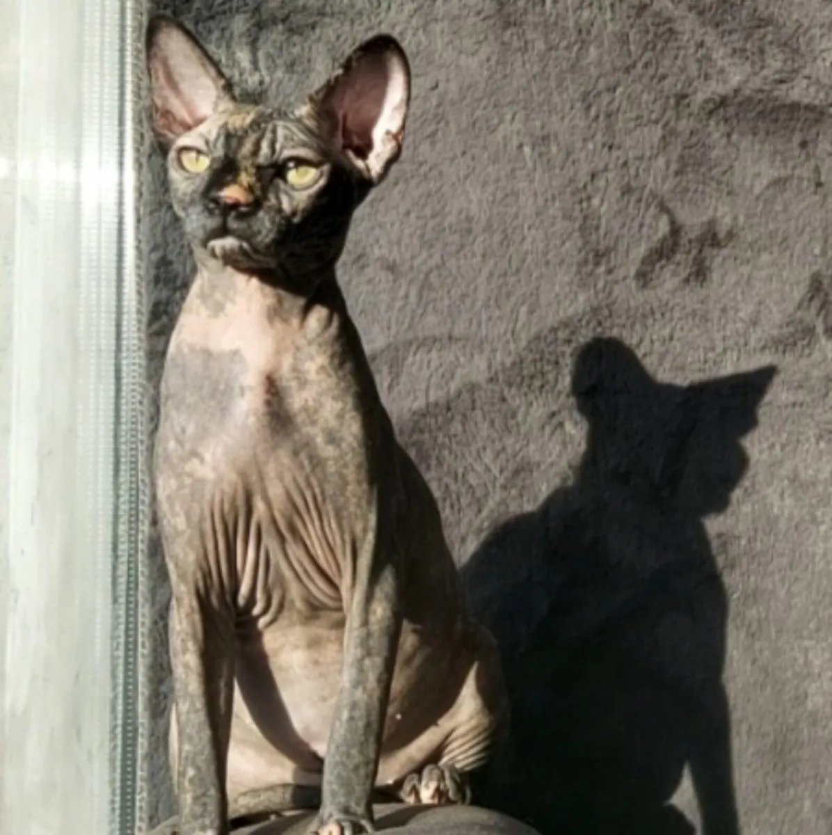 Sphynx Sphinx kittens cat (can deliver) - Image 4