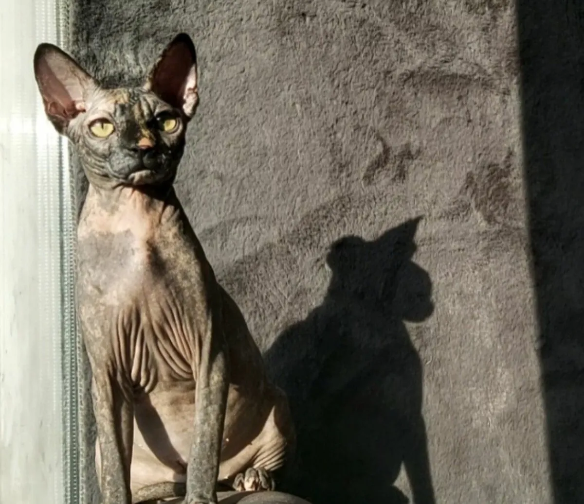 Sphynx Sphinx kittens cat (can deliver) - Image 1