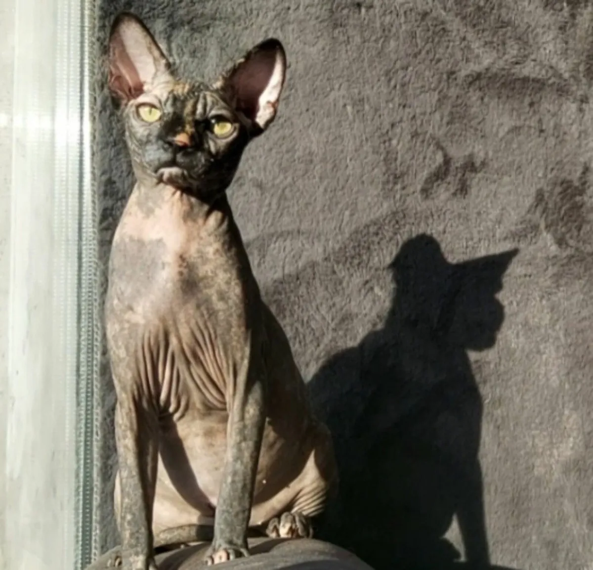 Sphynx Sphinx kittens cat (can deliver) - Image 3