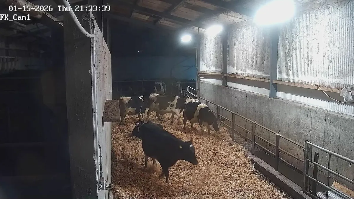 Dairy  heifers  calved Pedigree  registered - Image 3