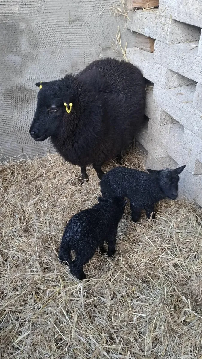 Rare breedSheep(Torddu Badger,Black Welsh,Shetland - Image 3