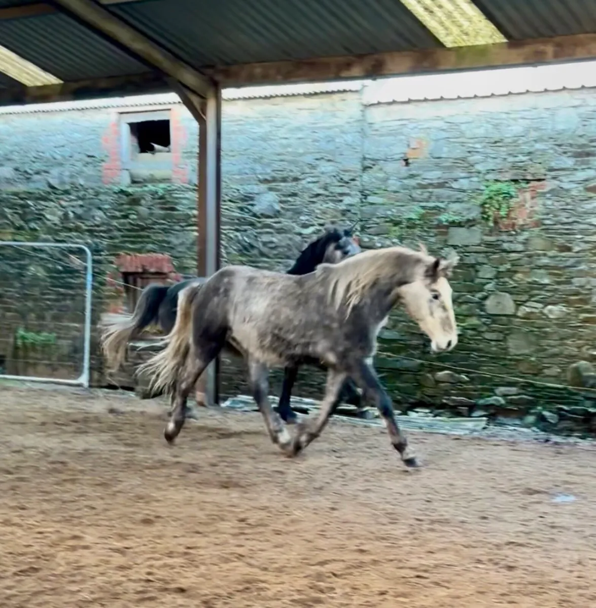 16.1 3yo Irish Draught x Connemara Gelding - Image 1