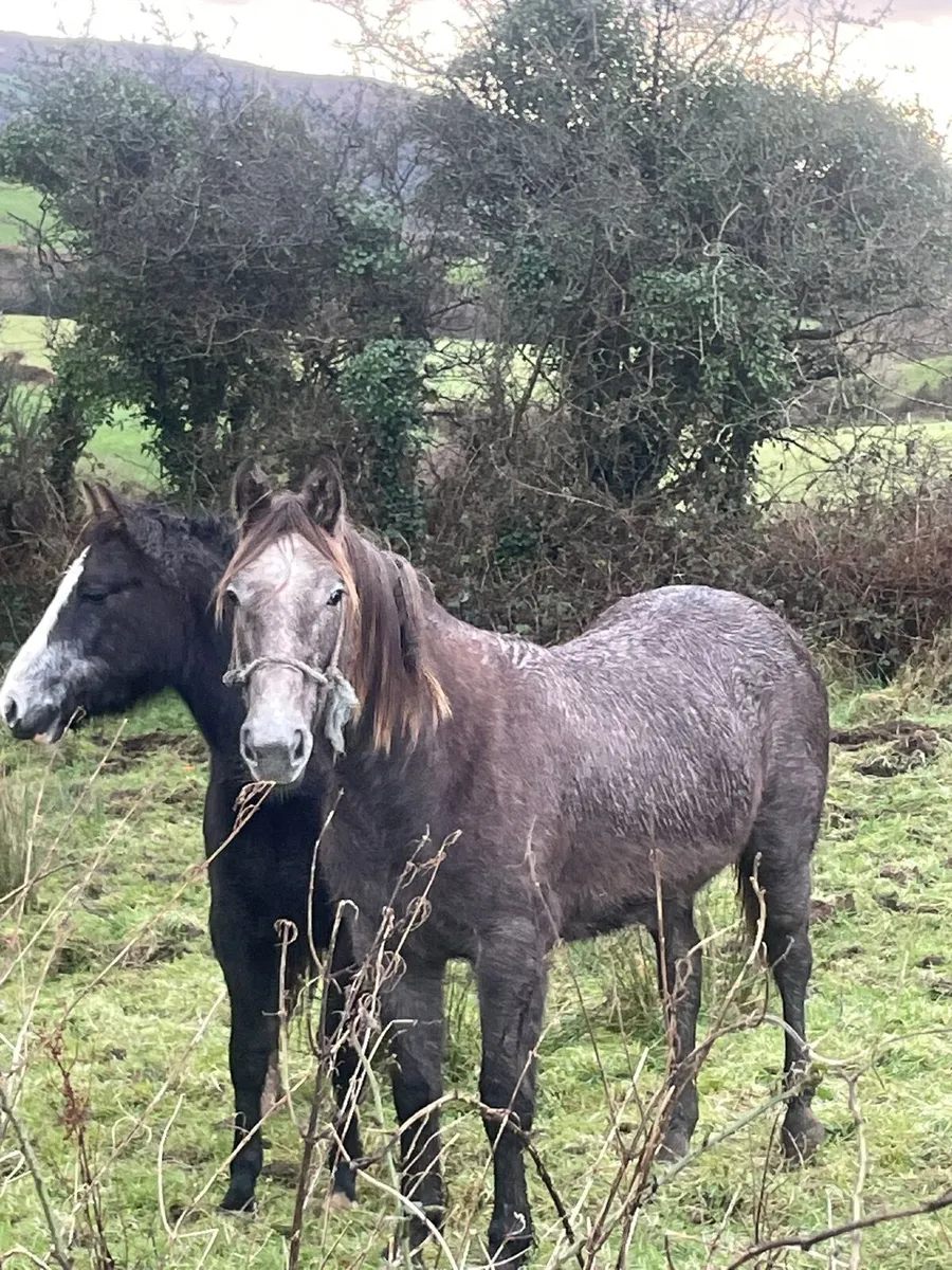 Irish draught filly - Image 1