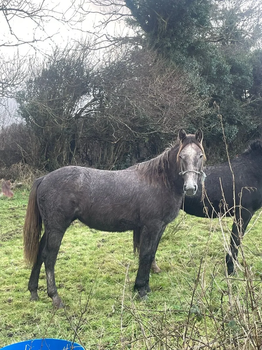 Irish draught filly - Image 2