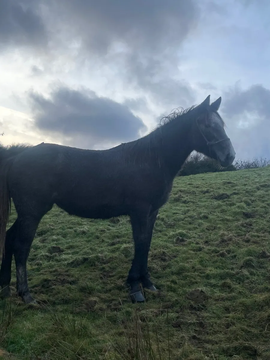 Irish draught filly - Image 3
