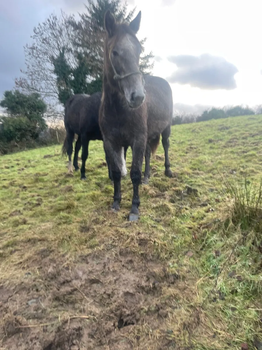 Irish draught filly - Image 4