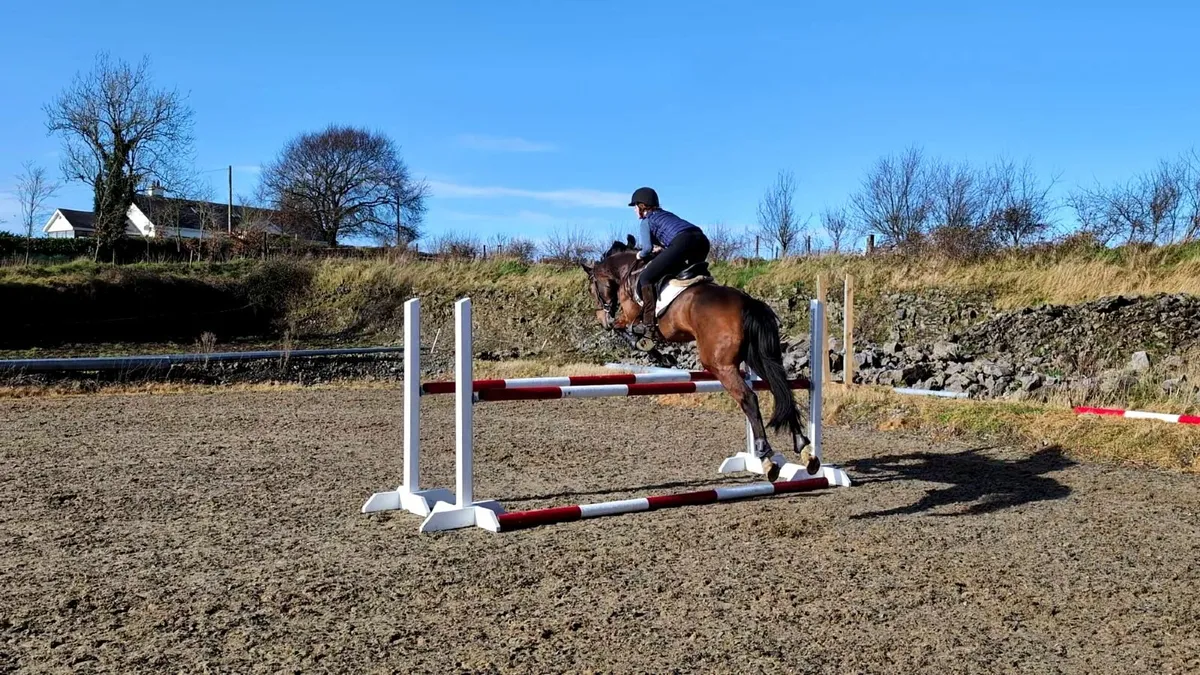 ⭐ Quality Irish Sports Horse - 16.1hh 9yo mare⭐ - Image 3