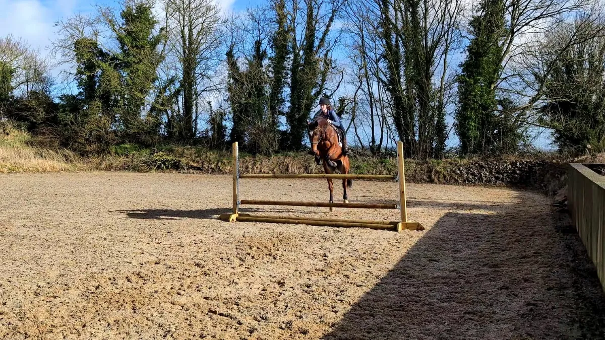 ⭐ Quality Irish Sports Horse - 16.1hh 9yo mare⭐ - Image 4