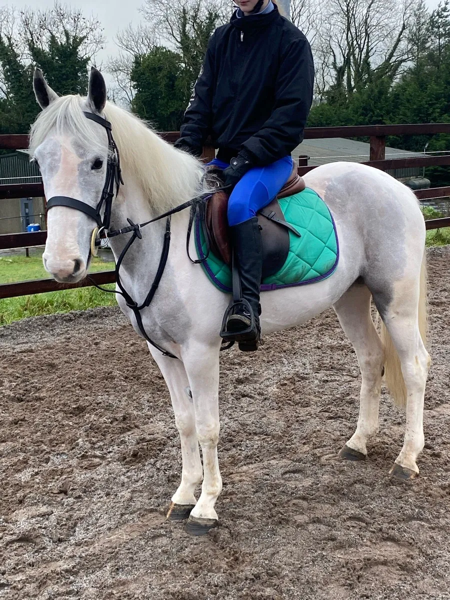 138cm Pony - Image 1