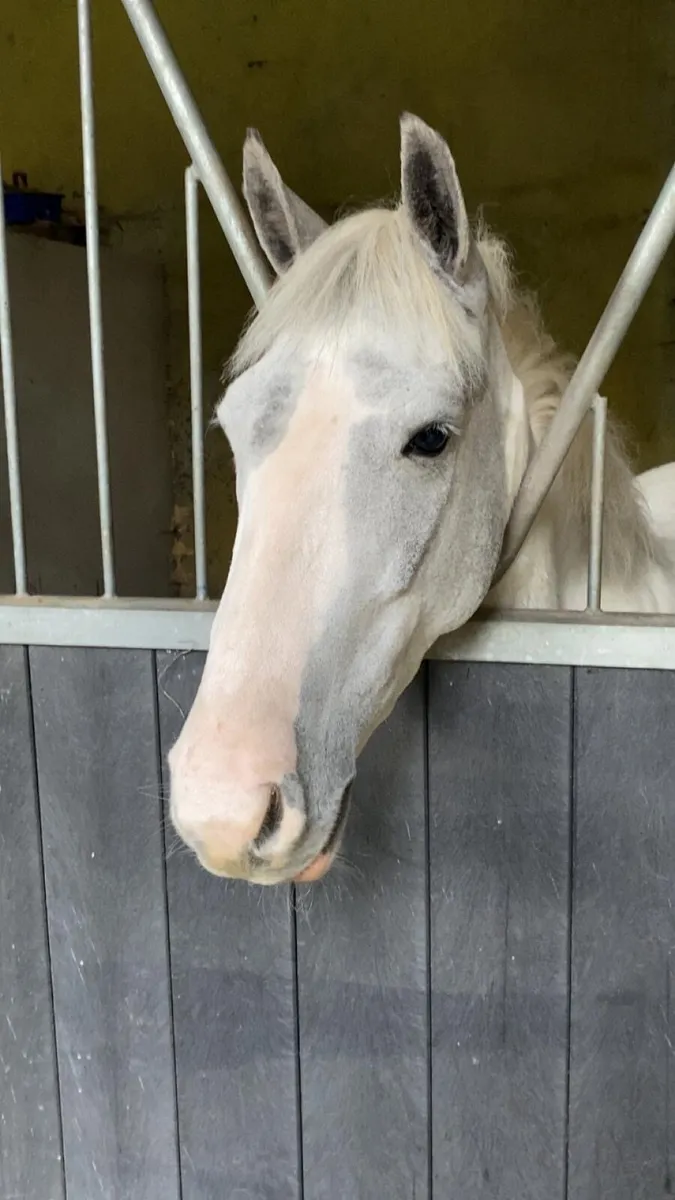 138cm Pony - Image 2